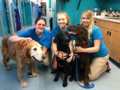 Coastal Animal Hospital and Pet Resort