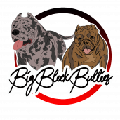 Bigblockbullies