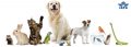 Goldenway International Pets