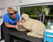 Dunk N Doggy Mobile Pet Salon