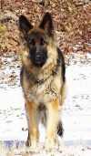 Amys Acres King Shepherds