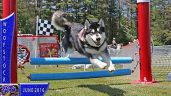 Enchanted Dreams Alaskan Malamutes