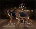 Zeal German Shepherds
