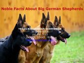 Texas Big German Shepherds
