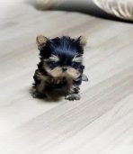 Teacup Micro Puppies