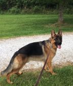 Highlander German Shepherds