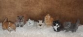 Countrys Edge Persians