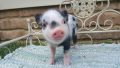 Bacon Bits Mini Pigs