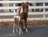 Odessa Wildlife Rescue and Sanctuary