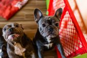 French Bulldog Puppies Los Angeles