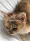 Puro Amor Cattery