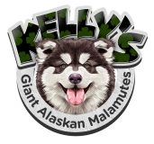 Kellys Giant Alaskan Malamutes
