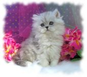 DollFace Persian Kittens Cattery