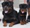 River City Rottweilers
