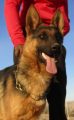 Von Markgraf Hof German Shepherds