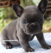 Gems Blue French Bulldogs