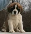 Woodhaven St Bernard Kennel