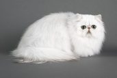 Simply Silver Persians Cattery