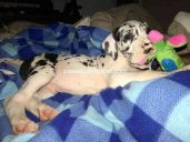 Marcus Euro Danes Of Panama City