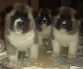 Mamas Kita Bears Kennel