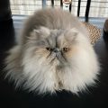 Fabulous Persian Cattery