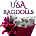 USA Ragdolls