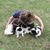 Royal Dutch Puppies