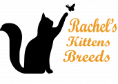 RachelsKittens Com