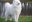 Majestic Samoyed Pups