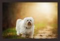 Lovable Havanese Home