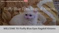 FluffyBlueEyesRagdollKittens Com