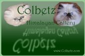 Colbetz Himalayan Cattery
