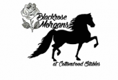 Blackrose Morgans