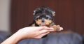 Teacup Puppy Breeds