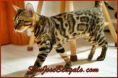 San Jose Bengal Cats