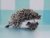 Prickle Pack Hedgehogs