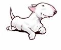 Miniature Bull Terriers