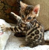 Kittens Bengal