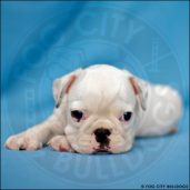 Fog City Bulldogs