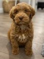 Catherine Manor Australian Labradoodle