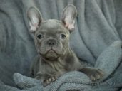 Blue Star French Bulldogs