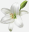White Lily Florist