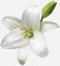 White Lily Florist