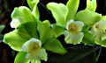 Pelican Coast Orchids