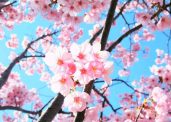 Sakura Flowers of Odessa