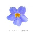 Blue Ivy Flowers