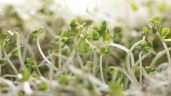 Cleveland Bean Sprout