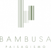 Bambusa