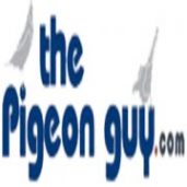 The Pigeon Guy